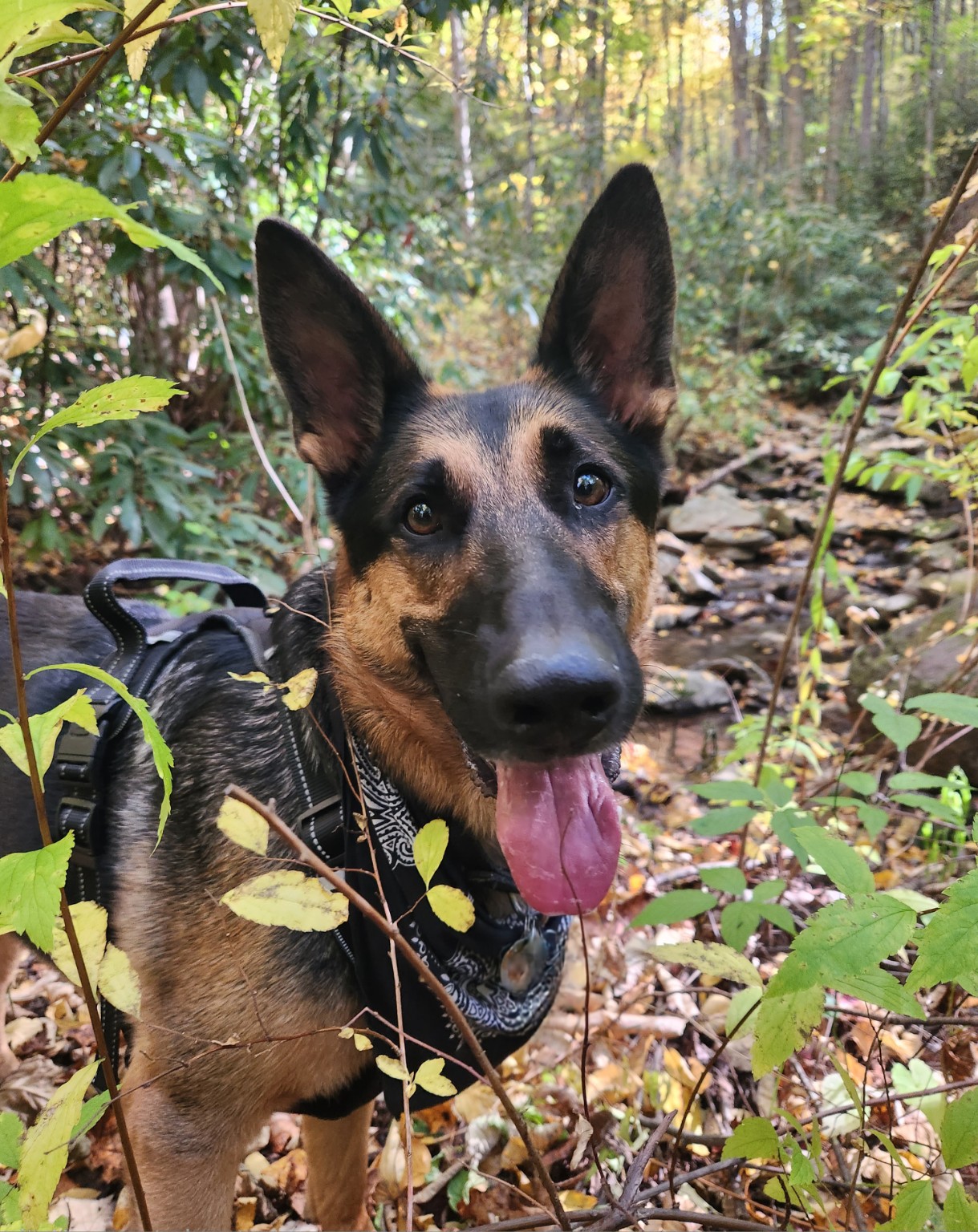 Draco, a German Shepherd wearing a black harness and a black-and-white paisley bandana, standing among autumn foliage and looking up at the camera